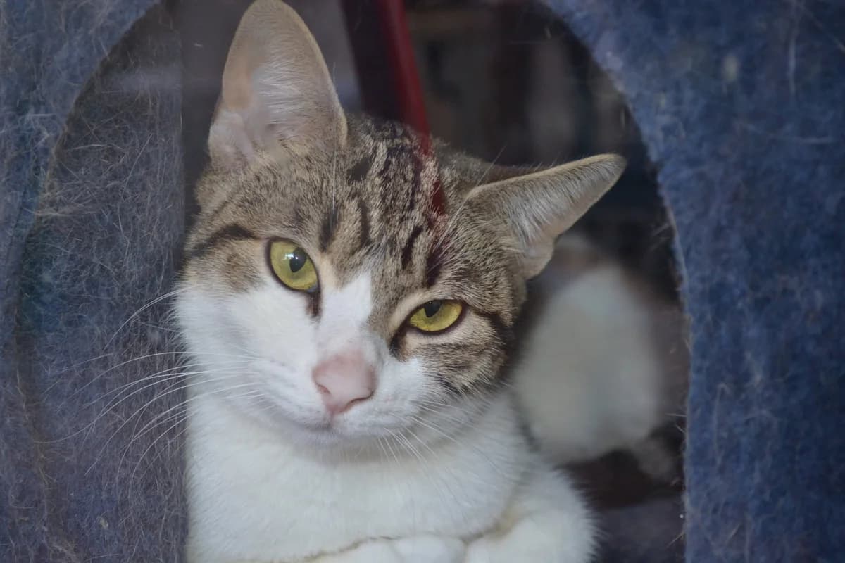FARAH, UN PRECIOSO BOMBÓN, female puppy European Shorthair for adoption at Amigos X Los Animales