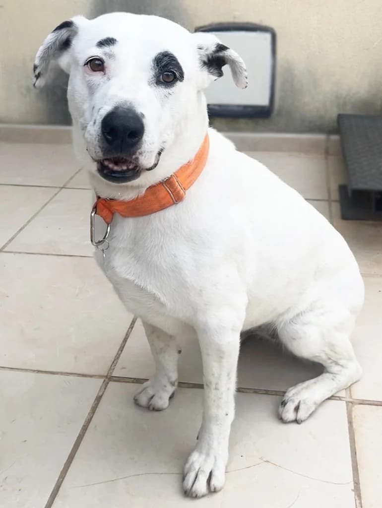 PEKAS, female senior mixed breed for adoption at ANAA Madrid, Madrid