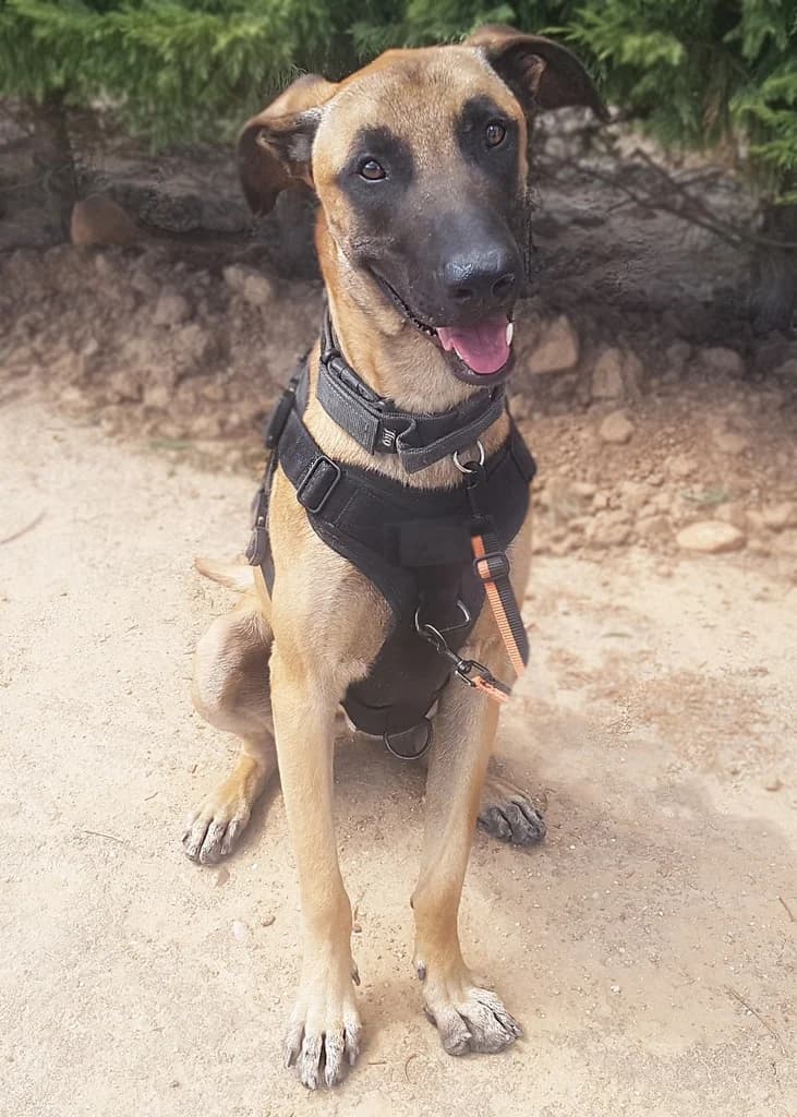 ANXELU, male 4yo mixed breed for adoption at ANAA Madrid, Madrid