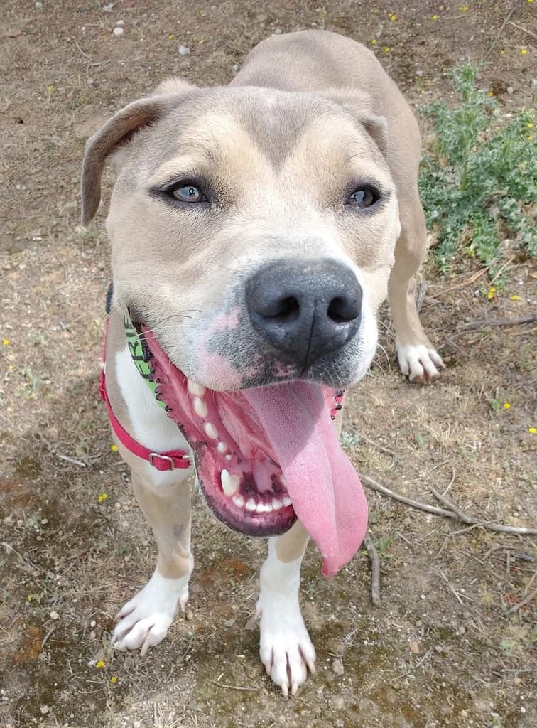 BULO, male 5yo mixed breed for adoption at ANAA Madrid, Madrid