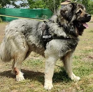 MANNY, male 7yo mixed breed for adoption at ANAA Madrid, Madrid