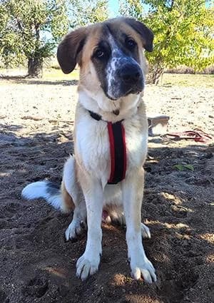 STOP, male Mastiff for adoption at ANAA Madrid
