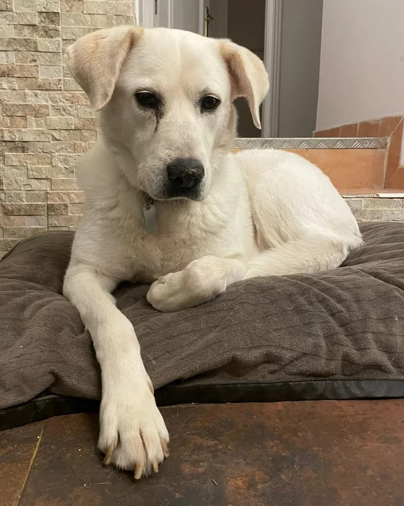 POVEDA, female 5yo mixed breed for adoption at ANAA Madrid, Madrid