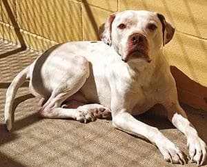 MALTEADO, male Pit Bull Terrier for adoption at ANAA Madrid