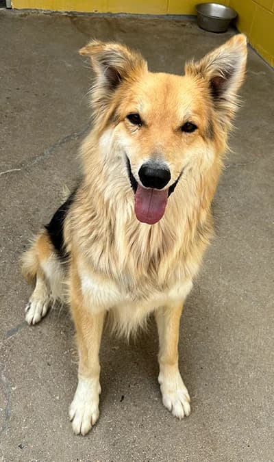 MIRASOL, male 5yo mixed breed for adoption at ANAA Madrid, Madrid