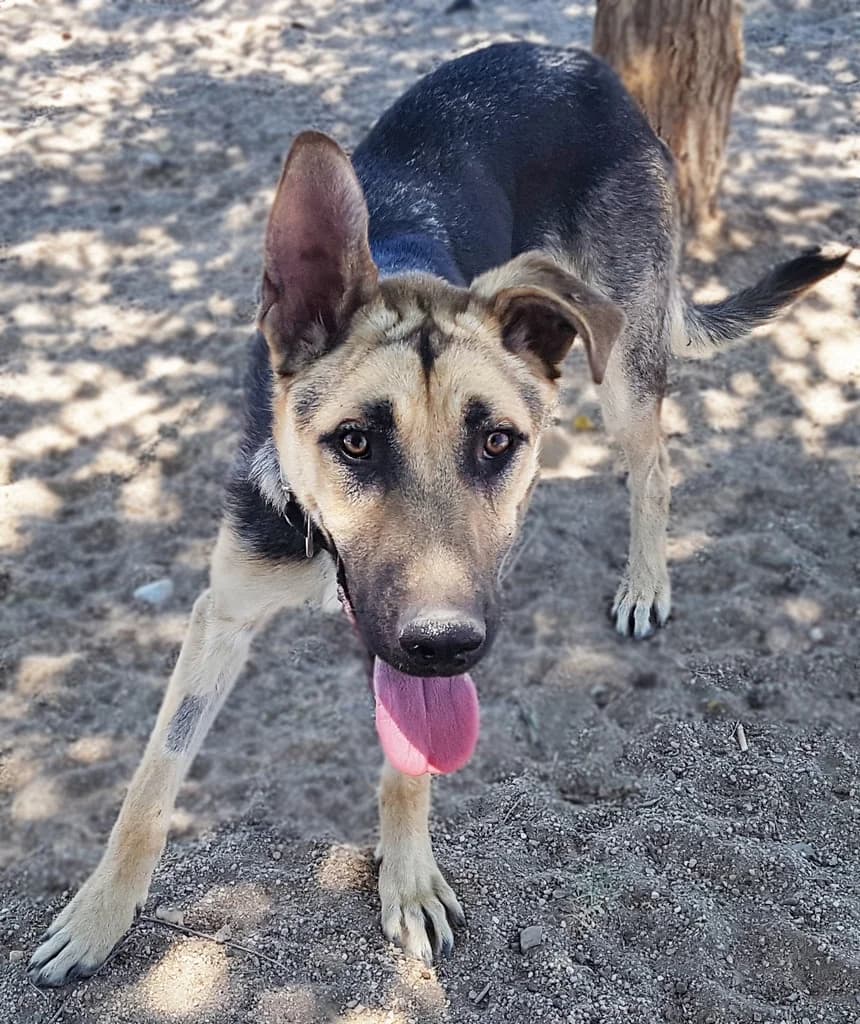 MOCHUELO, male 3yo mixed breed for adoption at ANAA Madrid, Madrid
