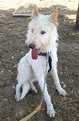 CLAVILEÑO ZAOREJAS, male 3yo mixed breed for adoption at ANAA Madrid, Madrid