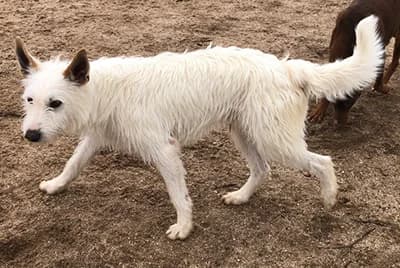 HIPERION ZAOREJAS, male 3yo mixed breed for adoption at ANAA Madrid, Madrid