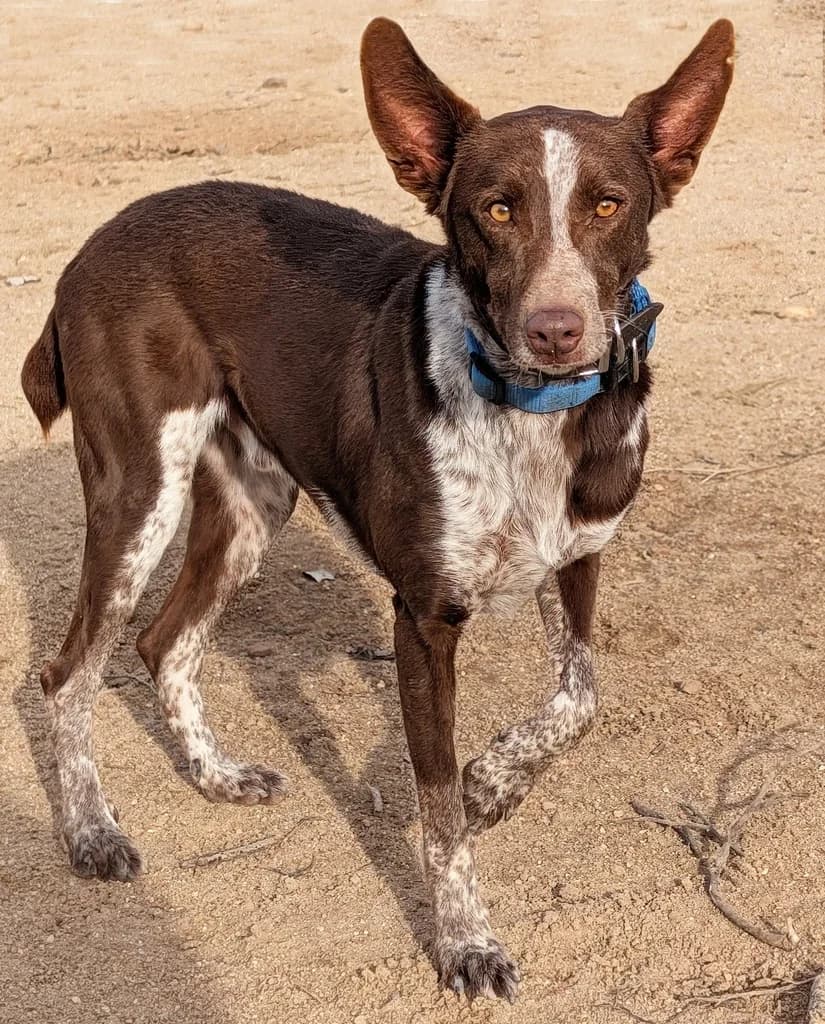 MIMOSO, male 3yo mixed breed for adoption at ANAA Madrid, Madrid