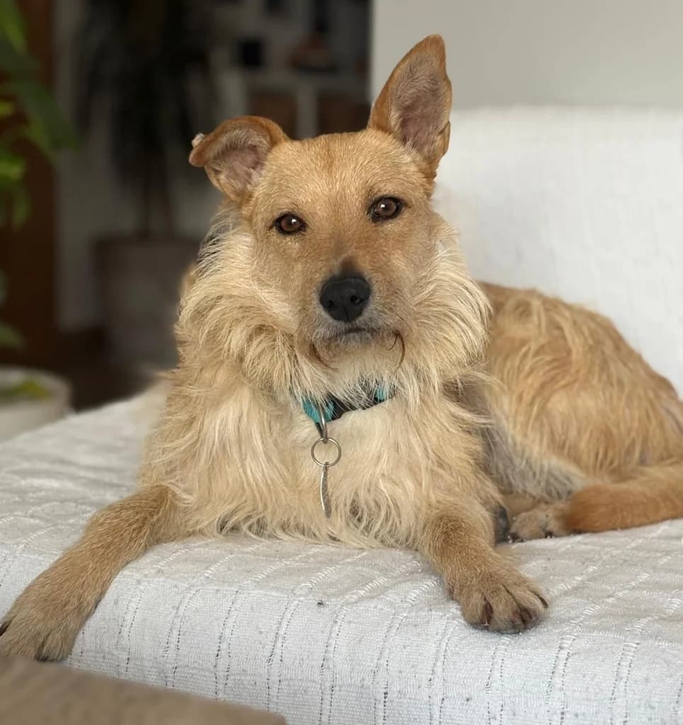 ALMAGREIRA DINA, female 3yo mixed breed for adoption at ANAA Madrid, Madrid