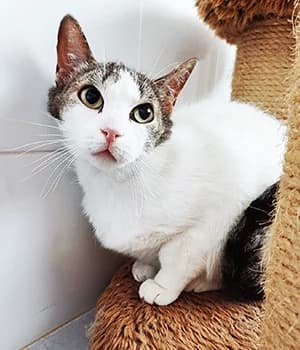 WHITE CICA, female 7yo Mixed Breed for adoption at ANAA Madrid, Madrid