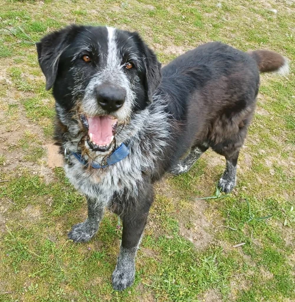 DUQUE, male senior mixed breed for adoption at ANAA Madrid, Madrid