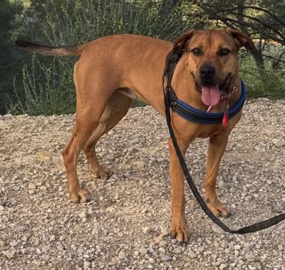 POLILLA, female 4yo mixed breed for adoption at ANAA Madrid, Madrid