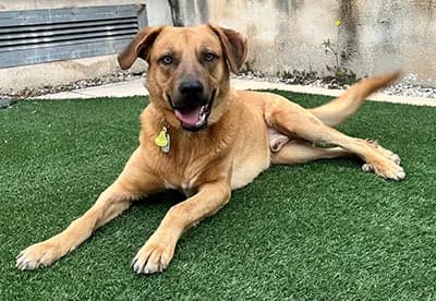 CHIQUITO, male 3yo mixed breed for adoption at ANAA Madrid, Madrid
