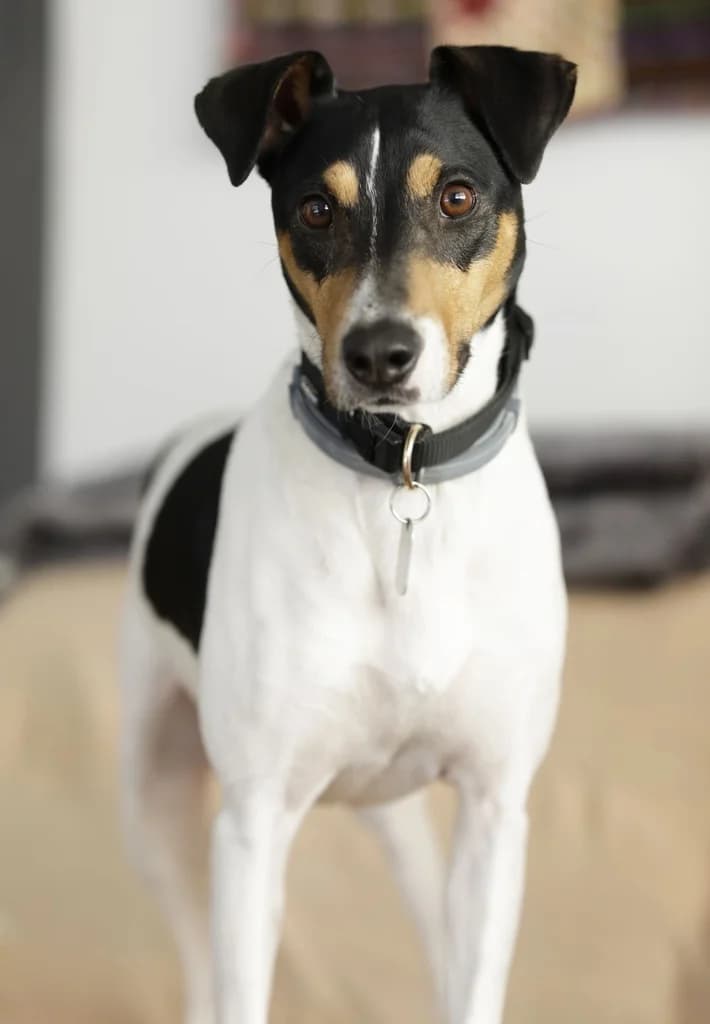 AZAFRAN, male 4yo Bodeguero Andaluz for adoption at ANAA Madrid, Madrid