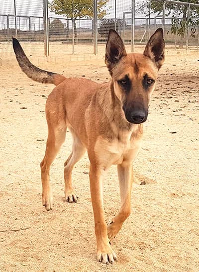 NIJAR, female 3yo Belgian Malinois for adoption at ANAA Madrid, Madrid