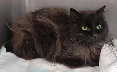 PANTERITA, female senior Mixed Breed for adoption at ANAA Madrid, Madrid