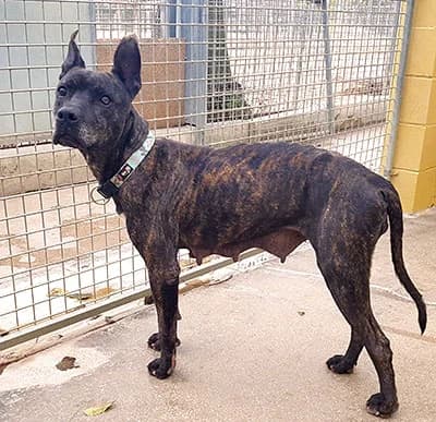 EVORA, female Pit Bull Terrier for adoption at ANAA Madrid