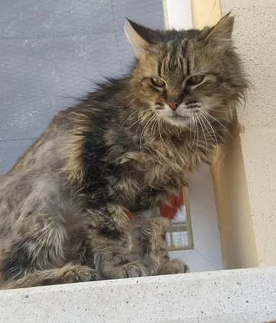 PALOMO, male senior mixed breed for adoption at ANAA Madrid, Madrid