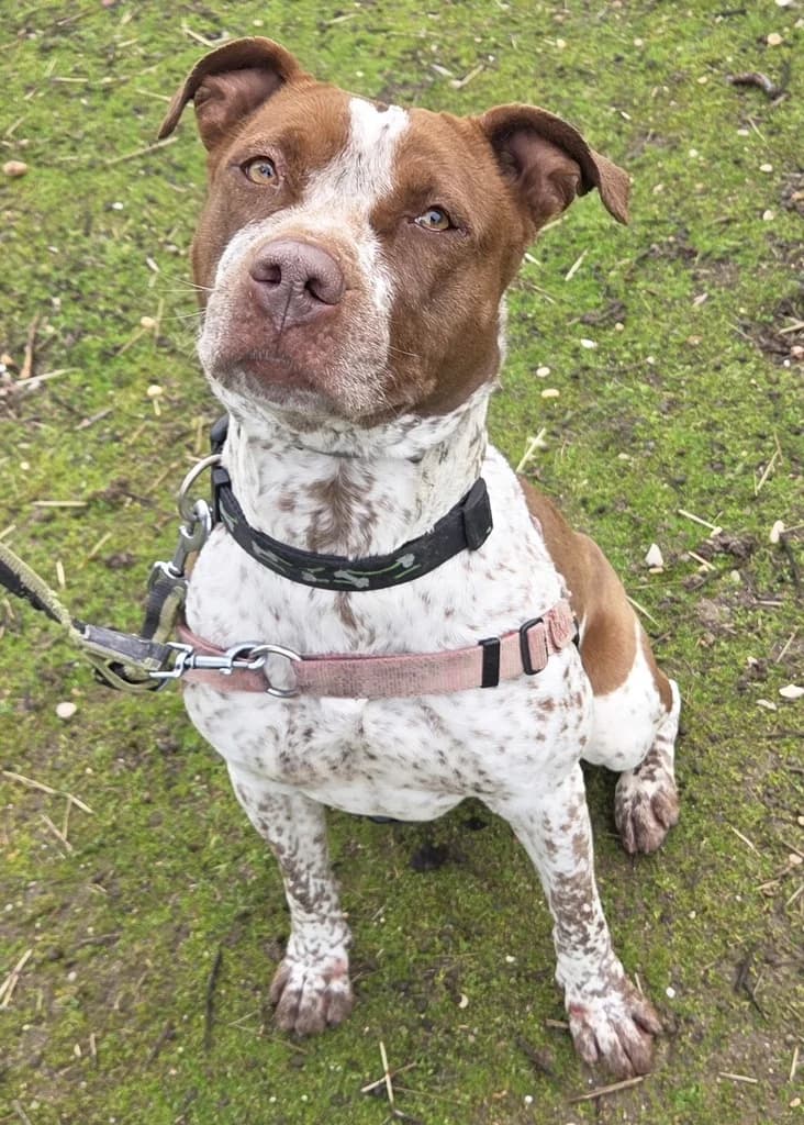 PRAGA, female 5yo mixed breed for adoption at ANAA Madrid, Madrid