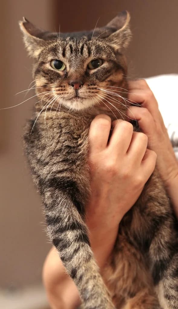 PRINCIPITO, male senior Mixed Breed for adoption at ANAA Madrid, Madrid