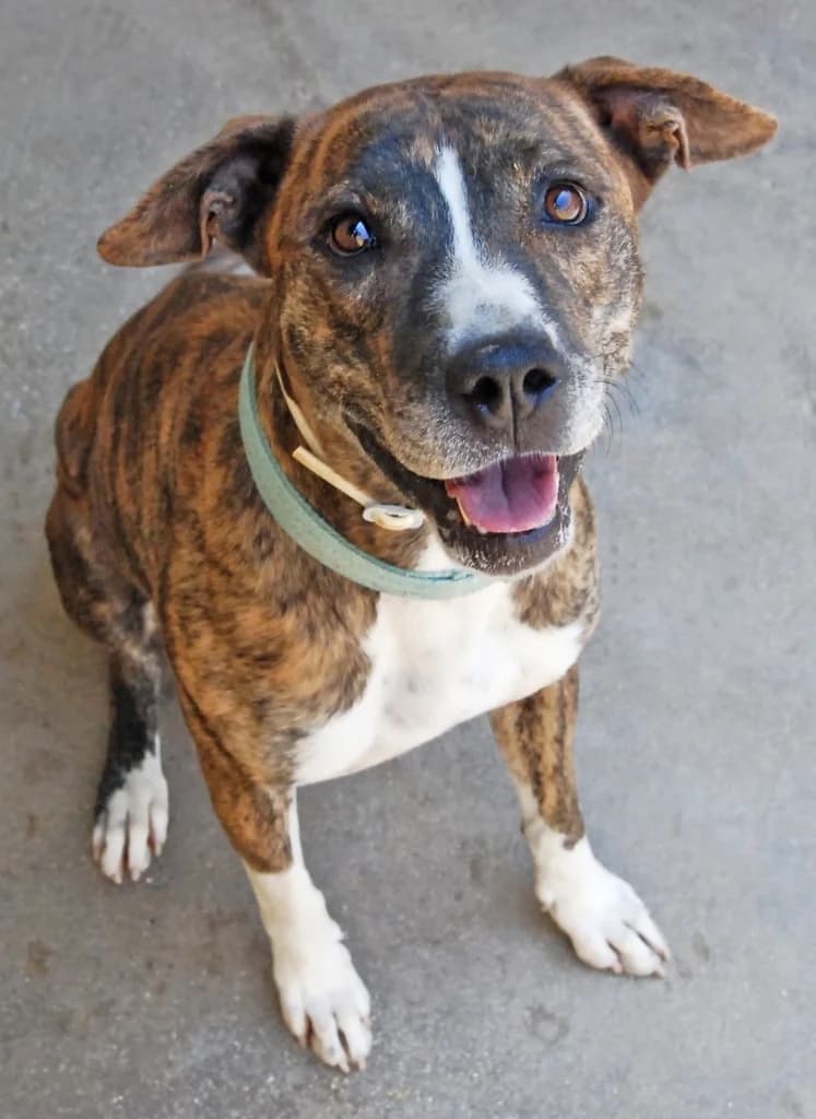 KITKAT, female 3yo American Staffordshire Terrier for adoption at ANAA Madrid, Madrid