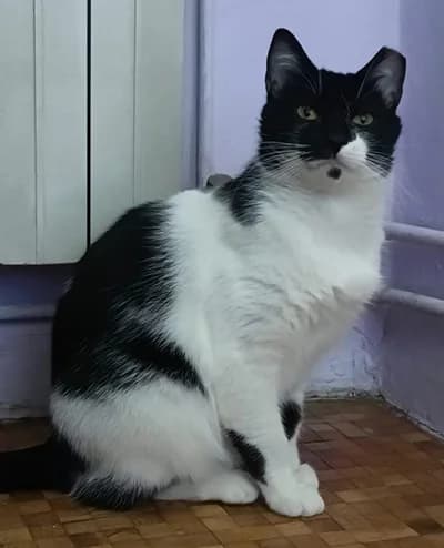 ARSA, female young Mixed Breed for adoption at ANAA Madrid, Madrid