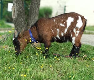 TACONES, female Mixed Breed for adoption at ANAA Madrid