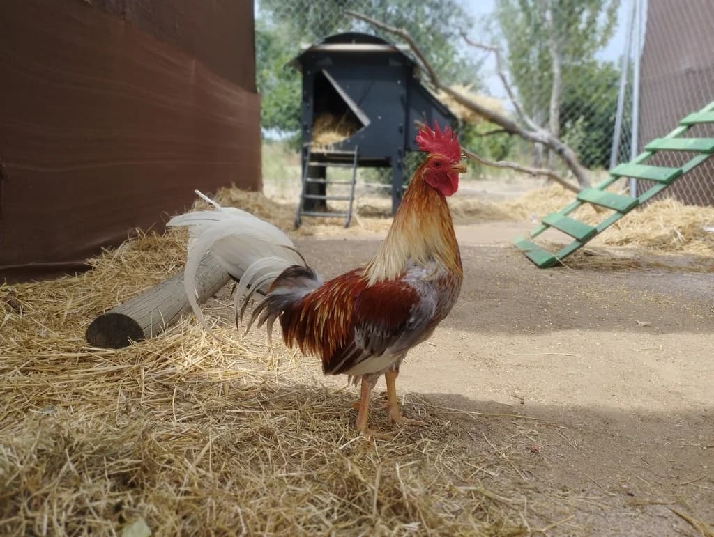 HARPO, male Mixed Breed for adoption at ANAA Madrid, Madrid