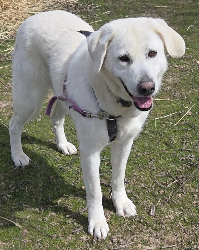 CHUCHE, female 7yo mixed breed for adoption at ANAA Madrid, Madrid