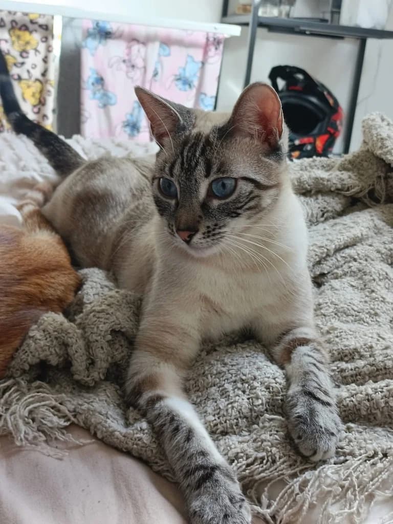 TIARA, female young Siamese for adoption at ANAA Madrid, Madrid