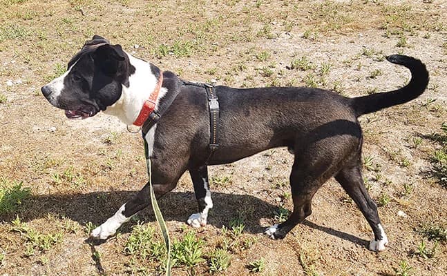EVARISTO, male young mixed breed for adoption at ANAA Madrid, Madrid