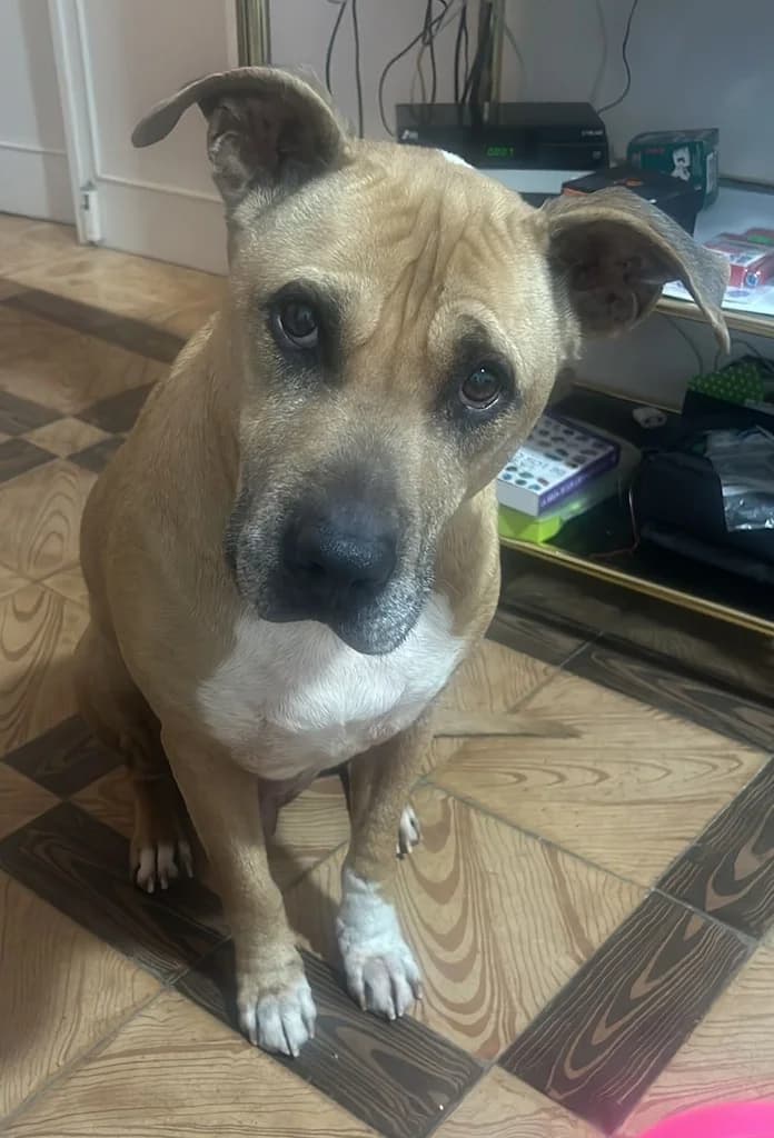 BOSS, male senior Pit Bull Terrier for adoption at ANAA Madrid, Madrid