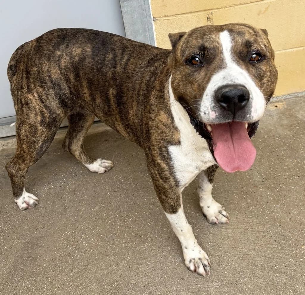 PARIS, female Pit Bull Terrier for adoption at ANAA Madrid