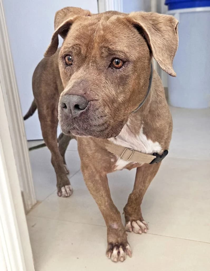 BRETAÑA, female 7yo Pit Bull Terrier for adoption at ANAA Madrid, Madrid