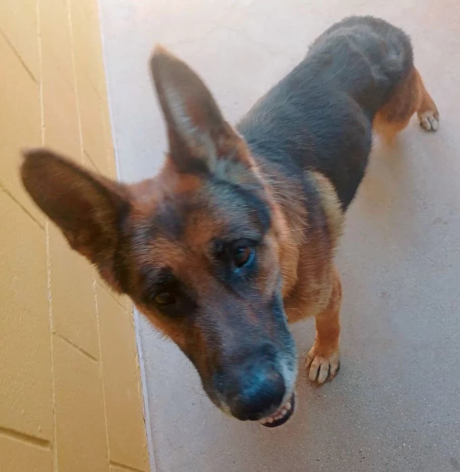 ROY, male senior mixed breed for adoption at ANAA Madrid, Madrid
