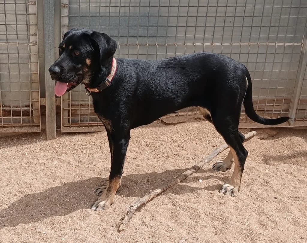FARINELI, female young mixed breed for adoption at ANAA Madrid, Madrid