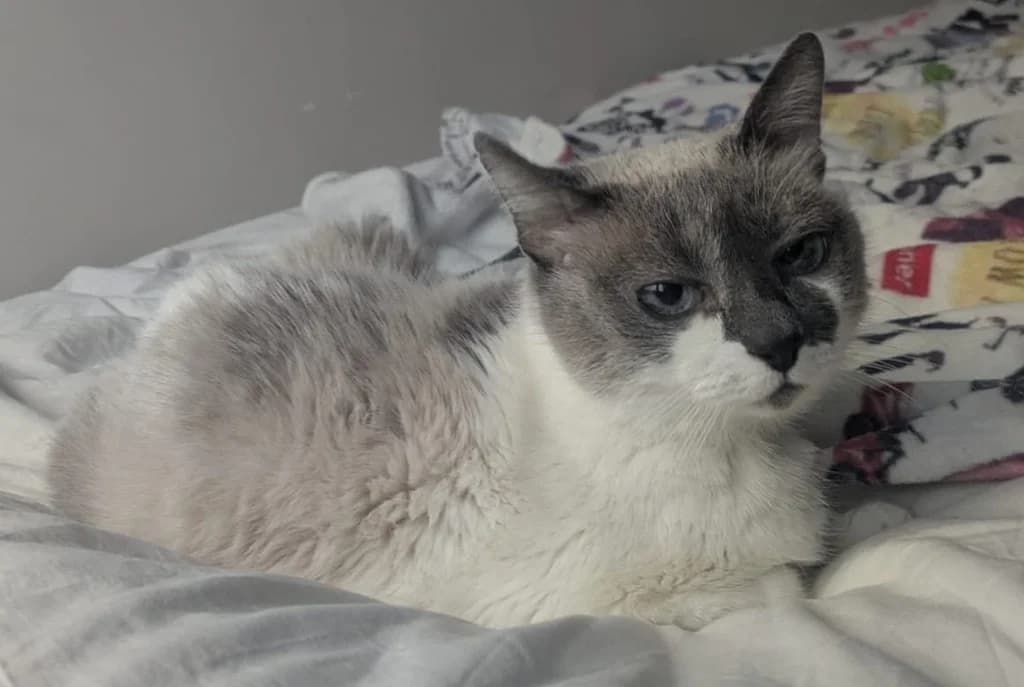 TAVIRA, female 4yo Siamese for adoption at ANAA Madrid, Madrid