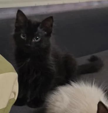 TINTIN, male puppy Mixed Breed for adoption at ANAA Madrid, Madrid