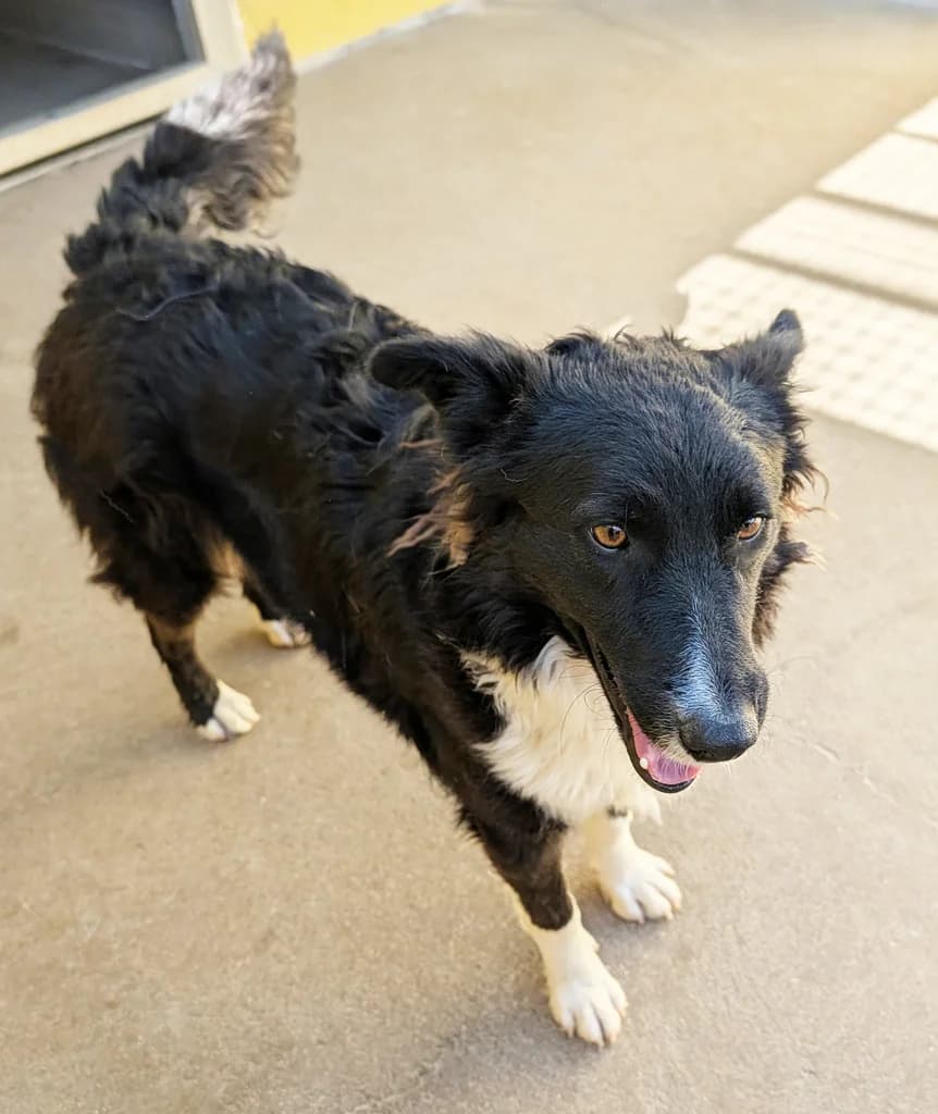 MORI, female young Border Collie for adoption at ANAA Madrid, Madrid
