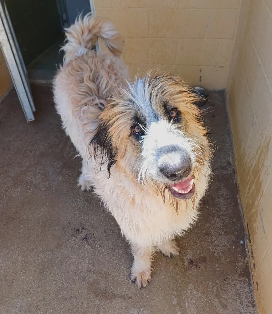ARIOJITO, male puppy Mixed Breed for adoption at ANAA Madrid, Madrid