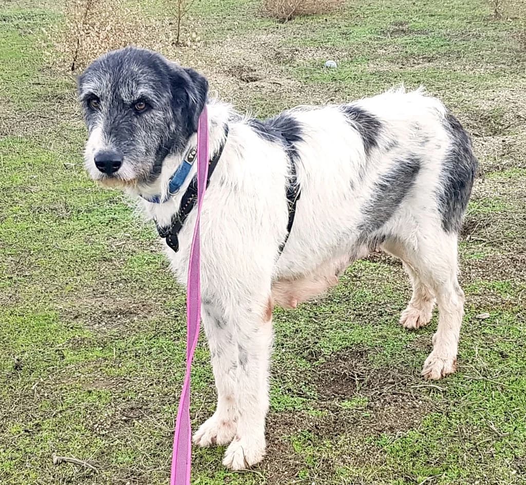 ARIOJA, female 7yo mixed breed for adoption at ANAA Madrid, Madrid