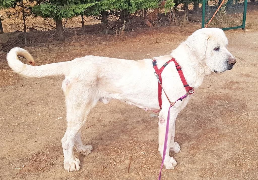 FANTASMA, male 3yo Mastiff for adoption at ANAA Madrid, Madrid