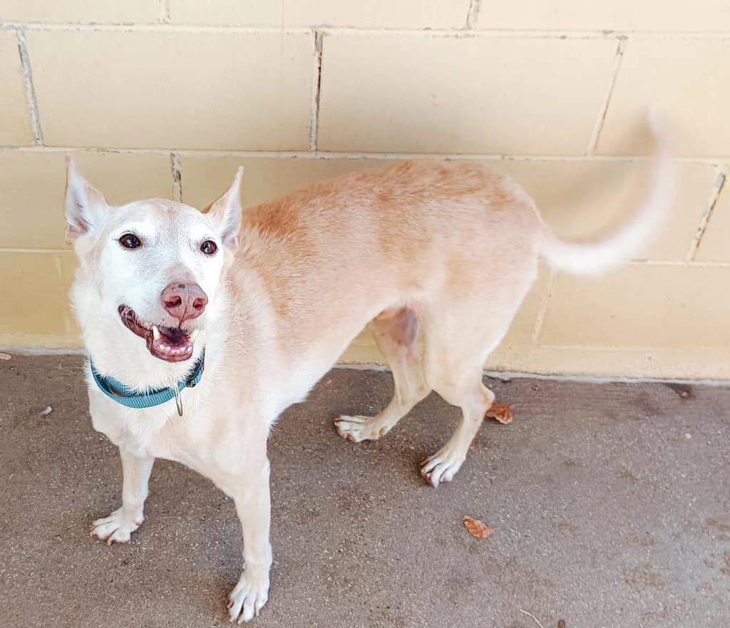 FLER, male senior mixed breed for adoption at ANAA Madrid, Madrid