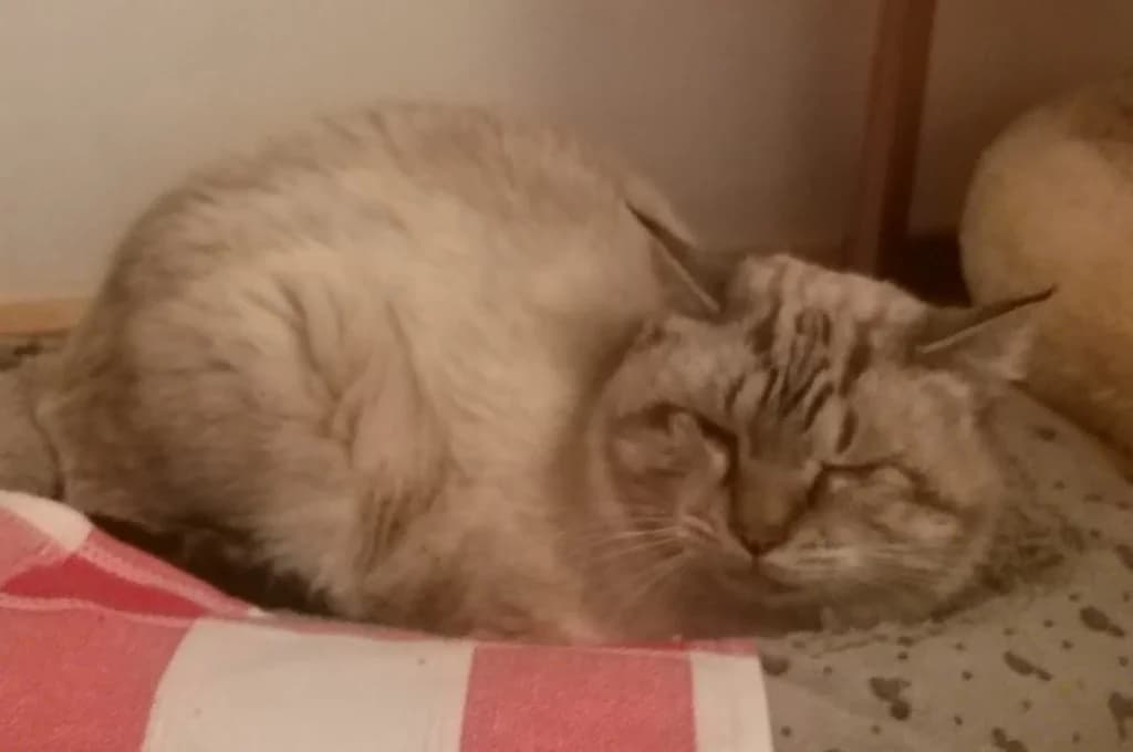 WONDER, male young Siamese for adoption at ANAA Madrid, Madrid
