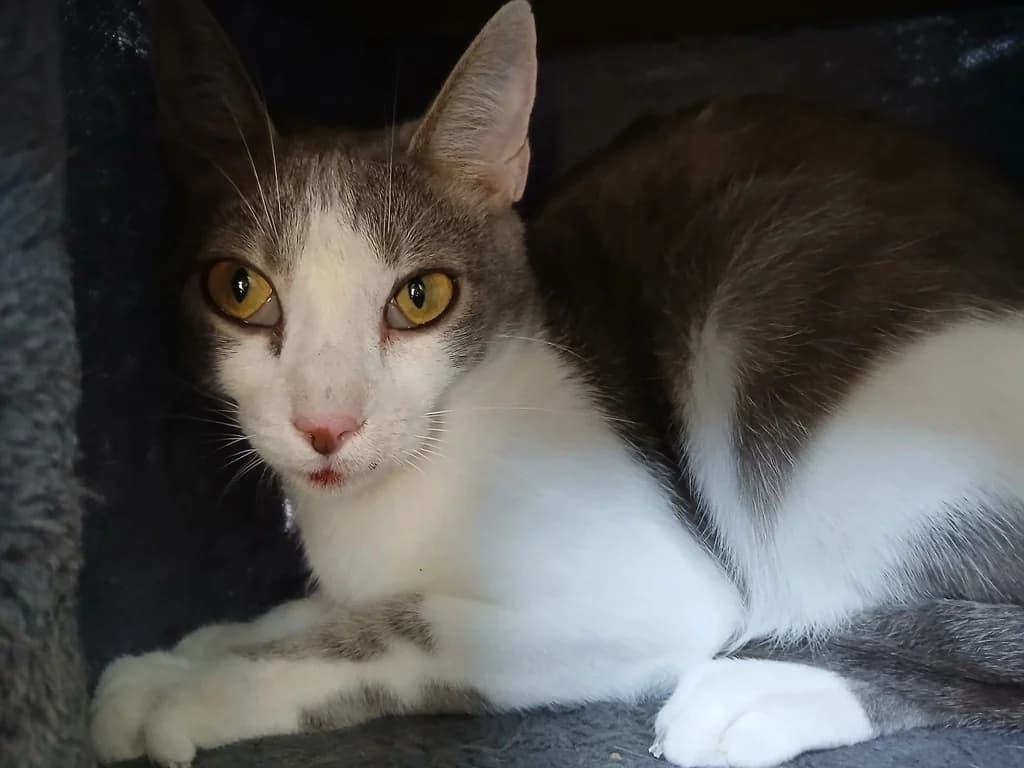 INDI, male 4yo Mixed Breed for adoption at ANAA Madrid, Madrid