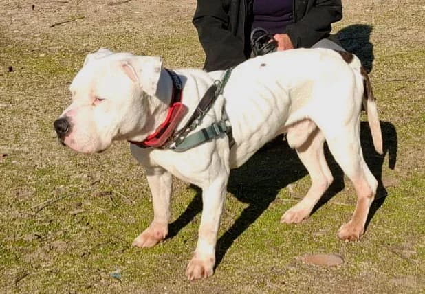 GOKU, male 7yo American Staffordshire Terrier for adoption at ANAA Madrid, Madrid