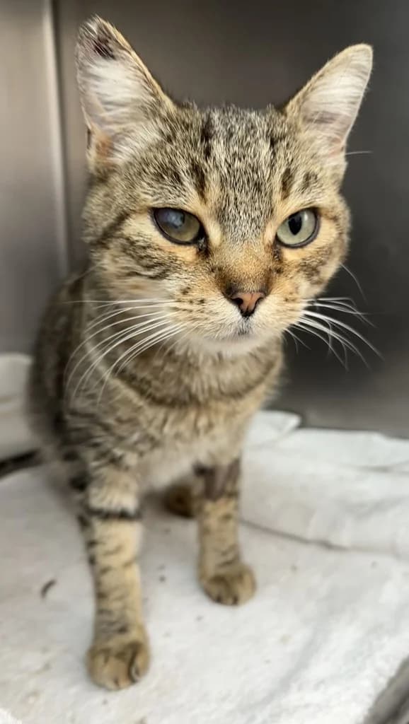 COLMENA, female 3yo Mixed Breed for adoption at ANAA Madrid, Madrid