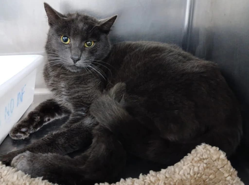 TRINEO, male young Russian Blue for adoption at ANAA Madrid, Madrid