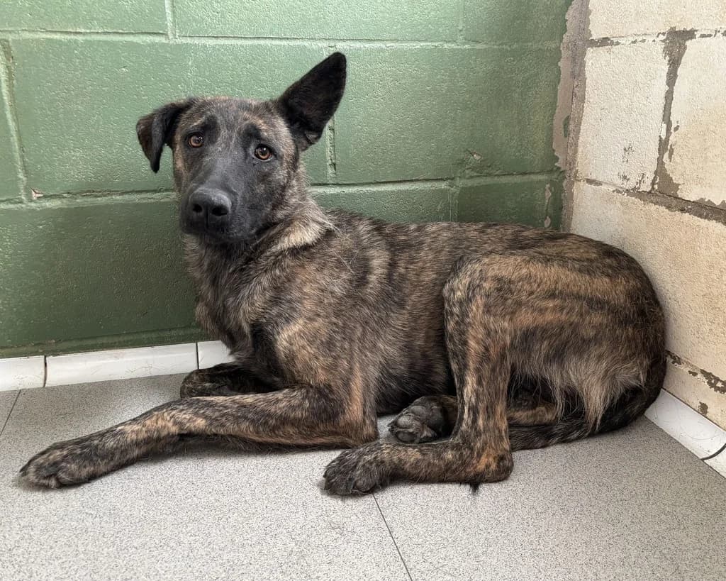 TIERRA, female 3yo mixed breed for adoption at ANAA Madrid, Madrid